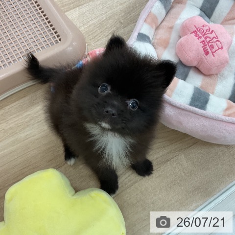 ポメラニアンの写真