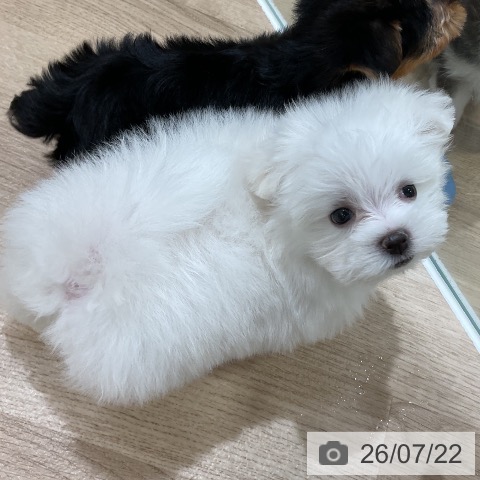 福岡県のマルチーズ (ペットプラス 香椎浜店/2026年5月21日生まれ/男の子/ホワイト)の子犬の4枚目の画像