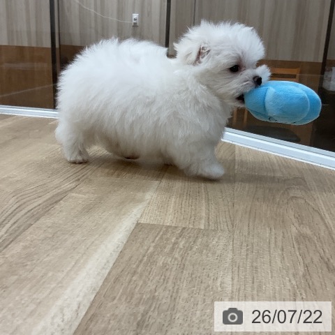 福岡県のマルチーズ (ペットプラス 香椎浜店/2026年5月21日生まれ/男の子/ホワイト)の子犬の3枚目の画像