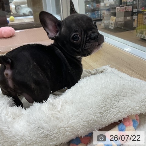 福岡県のフレンチブルドッグ (ペットプラス 香椎浜店/2026年5月20日生まれ/男の子/ブリンドル)の子犬の4枚目の画像