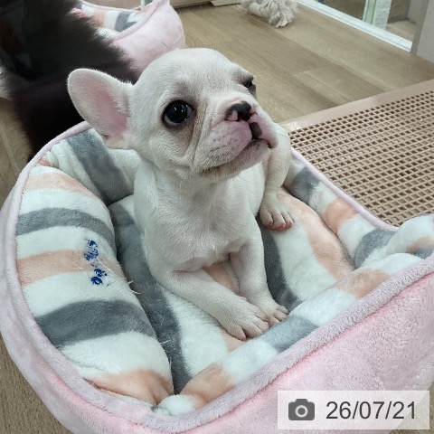 フレンチ・ブルドッグの写真