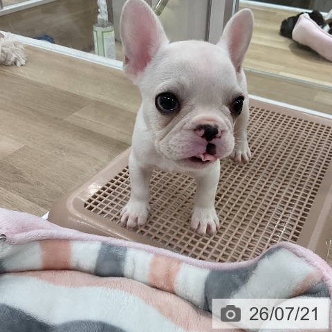 フレンチ・ブルドッグの写真