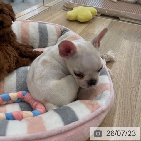 福岡県のフレンチブルドッグ (ペットプラス ららぽーと福岡店/2026年5月21日生まれ/女の子/クリーム)の子犬の4枚目の画像