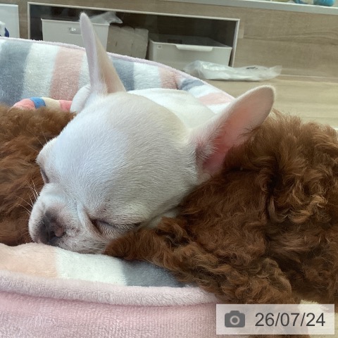 福岡県のフレンチブルドッグ (ペットプラス ららぽーと福岡店/2026年5月21日生まれ/女の子/クリーム)の子犬の3枚目の画像