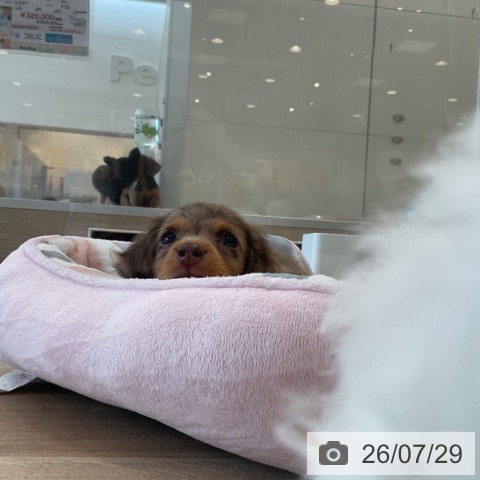 福岡県のミニチュアダックスフンド(ロング) (ペットプラス ららぽーと福岡店/2026年5月21日生まれ/女の子/チョコレートダップル)の子犬の3枚目の画像