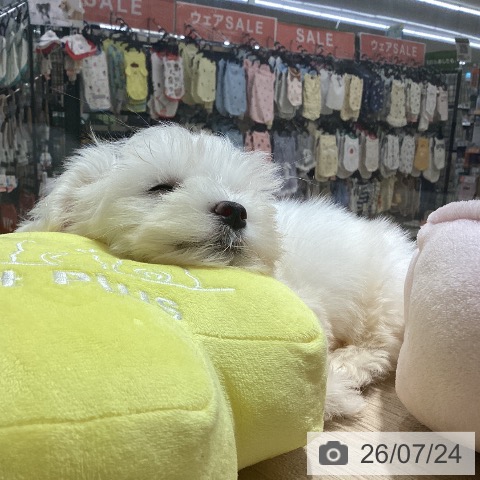 鹿児島県のマルチーズ (ペットプラス 姶良店/2026年5月19日生まれ/男の子/ホワイト)の子犬の4枚目の画像