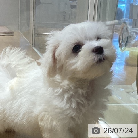 鹿児島県のマルチーズ (ペットプラス 姶良店/2026年5月19日生まれ/男の子/ホワイト)の子犬の3枚目の画像