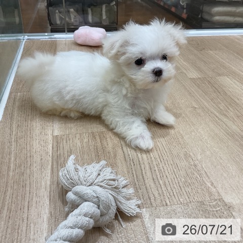 マルチーズの写真