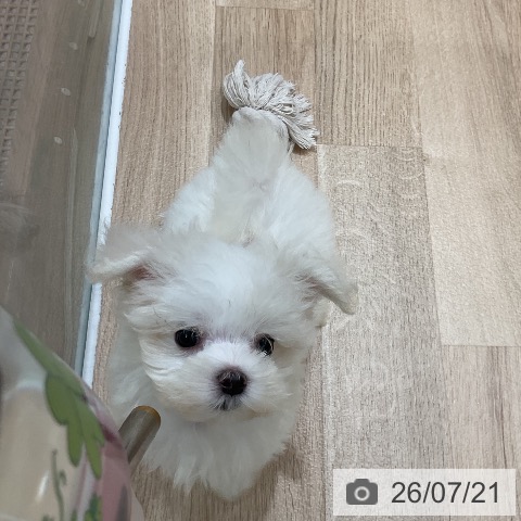 マルチーズの写真