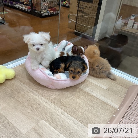 マルチーズの写真