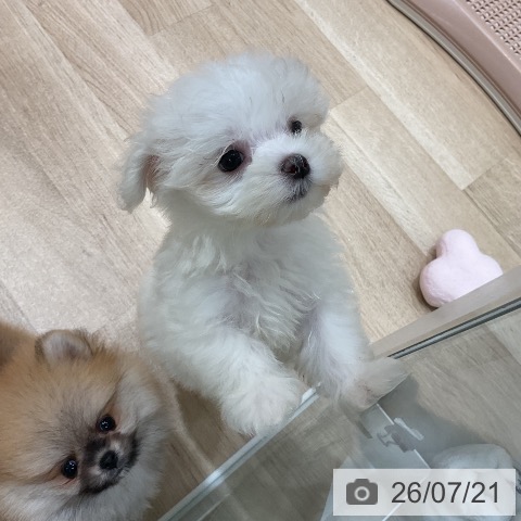 マルチーズの写真