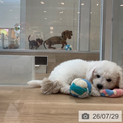 福岡県のビションフリーゼ (ペットプラス ららぽーと福岡店/2026年5月20日生まれ/女の子/ホワイト)の子犬の3枚目の画像