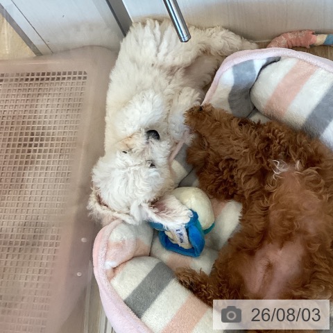 福岡県のビションフリーゼ (ペットプラス ららぽーと福岡店/2026年5月20日生まれ/女の子/ホワイト)の子犬の4枚目の画像