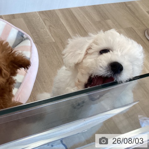 福岡県のビションフリーゼ (ペットプラス ららぽーと福岡店/2026年5月20日生まれ/女の子/ホワイト)の子犬の3枚目の画像
