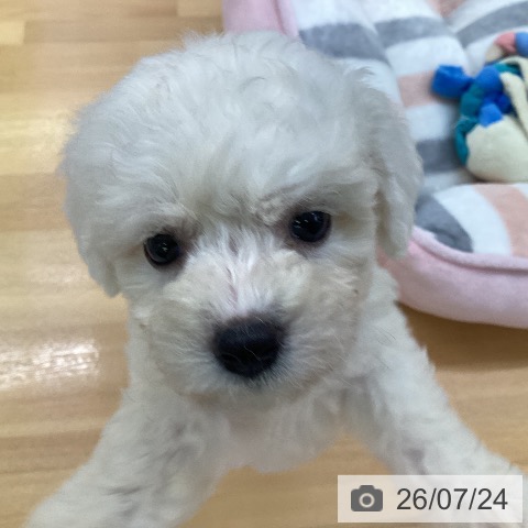福岡県のビションフリーゼ (ペットプラス 黒崎店/2026年5月20日生まれ/女の子/ホワイト)の子犬の4枚目の画像