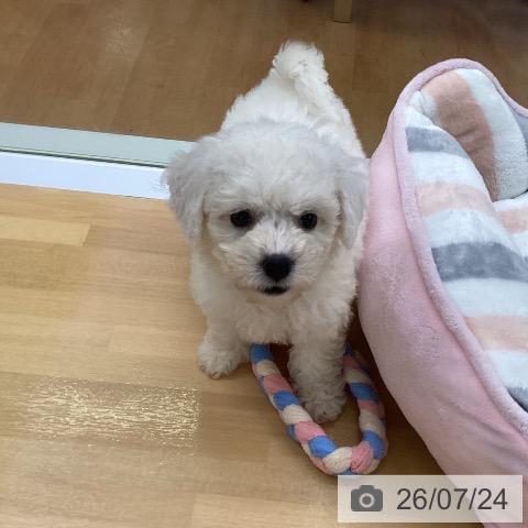 福岡県のビションフリーゼ (ペットプラス 黒崎店/2026年5月20日生まれ/女の子/ホワイト)の子犬の3枚目の画像