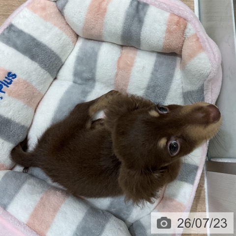 ミニチュア・ダックスフンドの写真