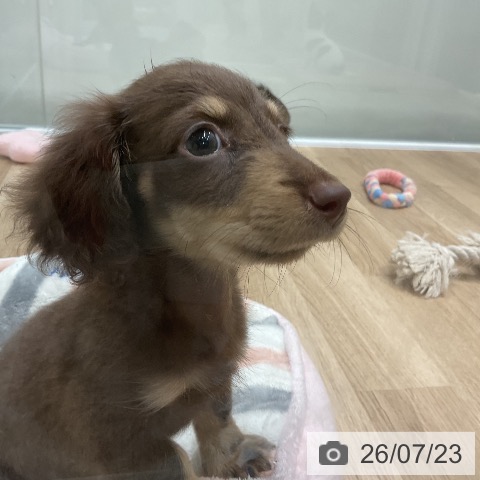 ミニチュア・ダックスフンドの写真
