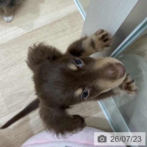 ミニチュア・ダックスフンドの写真