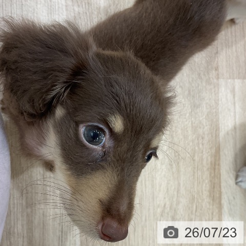 ミニチュア・ダックスフンドの写真
