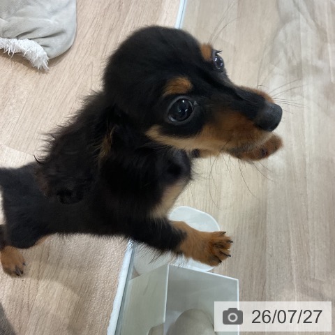 福岡県のカニンヘンダックスフンド(ロング) (ペットプラス 八幡東店/2026年5月22日生まれ/男の子/ブラックタン)の子犬の4枚目の画像