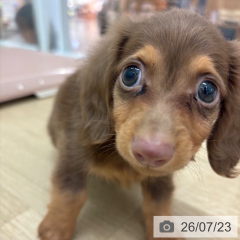 カニーンヘン・ダックスフンドの写真