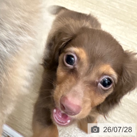 カニーンヘン・ダックスフンドの写真