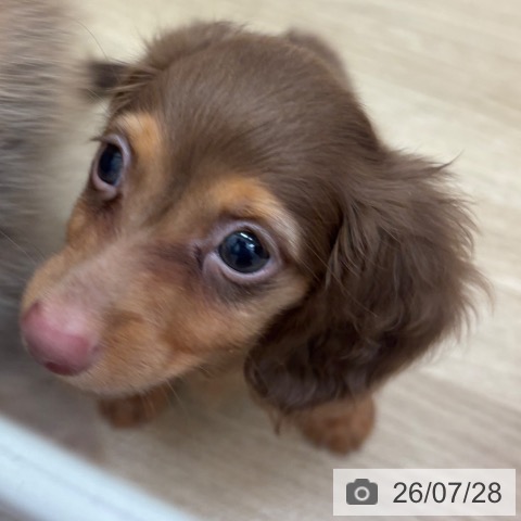 カニーンヘン・ダックスフンドの写真