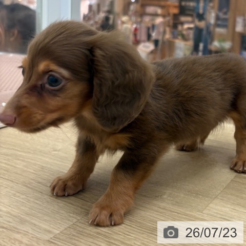 宮崎県のカニンヘンダックスフンド(ロング) (ペットプラス 宮崎店/2026年5月19日生まれ/男の子/チョコレートタン)の子犬の3枚目の画像