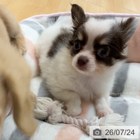 チワワの写真