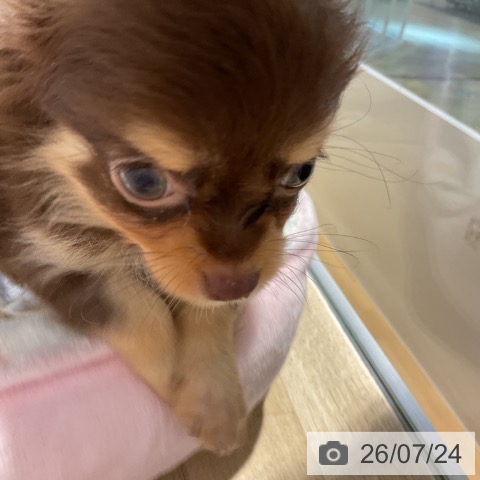 チワワの写真