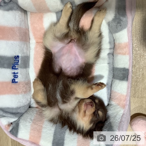 チワワの写真