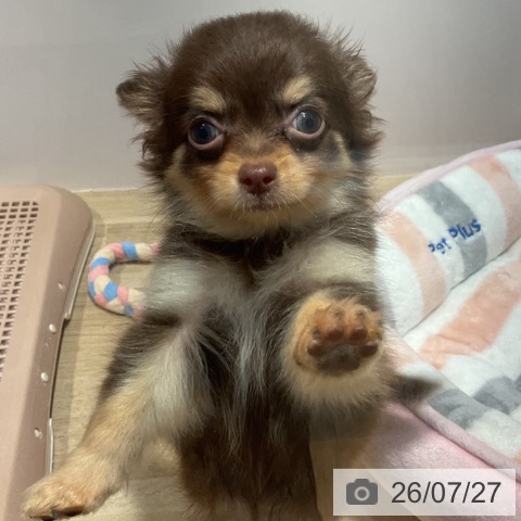 福岡県のチワワ(ロング) (ペットプラス 小倉南店/2026年5月21日生まれ/女の子/チョコレートタンホワイト)の子犬の4枚目の画像