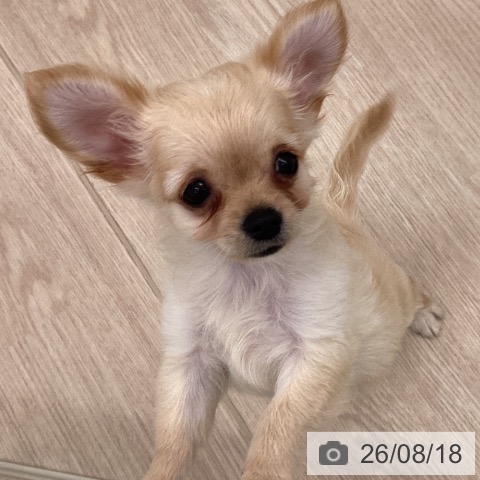埼玉県のチワワ(ロング) (ペットプラス 川口店/2026年5月21日生まれ/男の子/クリーム)の子犬の4枚目の画像