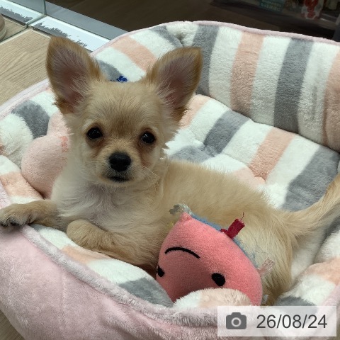 埼玉県のチワワ(ロング) (ペットプラス 川口店/2026年5月21日生まれ/男の子/クリーム)の子犬の4枚目の画像