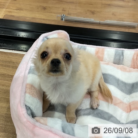 埼玉県のチワワ(ロング) (ペッツワン 新座店/2026年5月21日生まれ/男の子/クリーム)の子犬の4枚目の画像