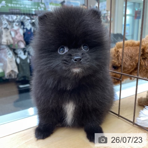福岡県のポメラニアン (ペットプラス MARK IS 福岡ももち店/2026年5月21日生まれ/男の子/ブラック)の子犬の4枚目の画像