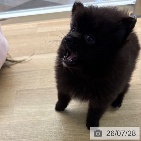 ポメラニアンの写真