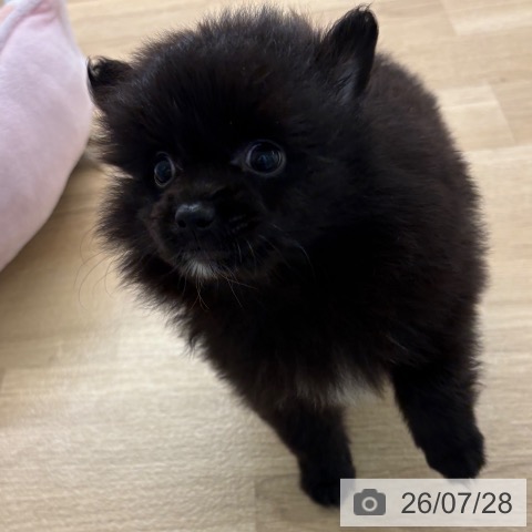 ポメラニアンの写真