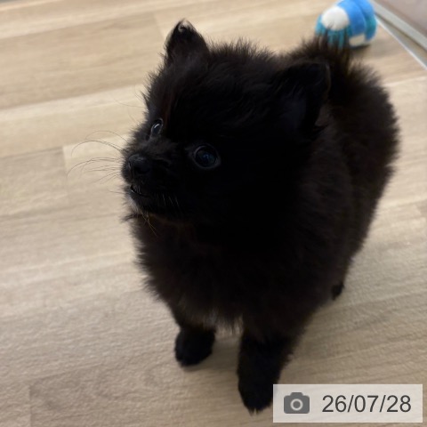 ポメラニアンの写真