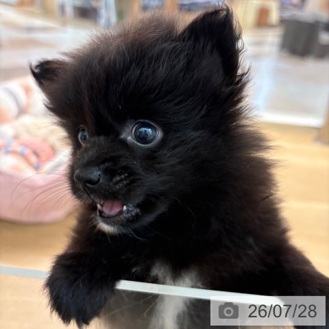 ポメラニアンの写真