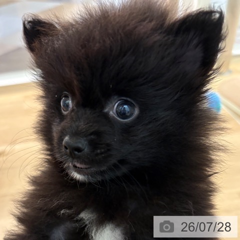 ポメラニアンの写真