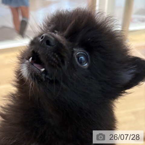 ポメラニアンの写真