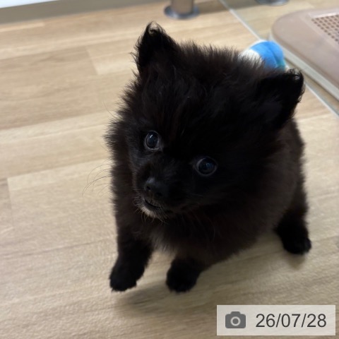 ポメラニアンの写真