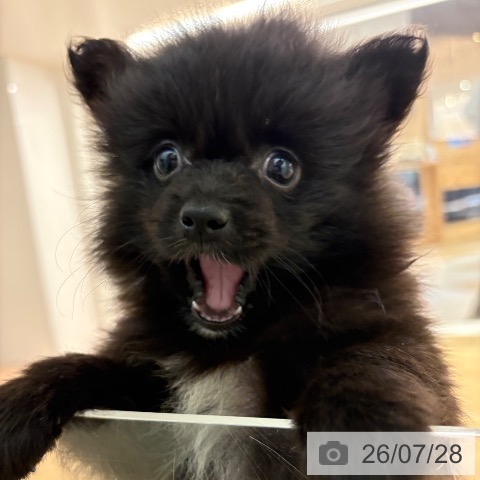 ポメラニアンの写真
