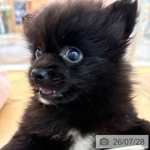 ポメラニアンの写真
