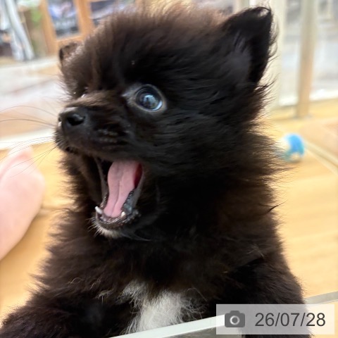 ポメラニアンの写真