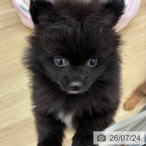 宮崎県のポメラニアン (ペットプラス 宮崎店/2026年5月21日生まれ/女の子/ブラック)の子犬の4枚目の画像