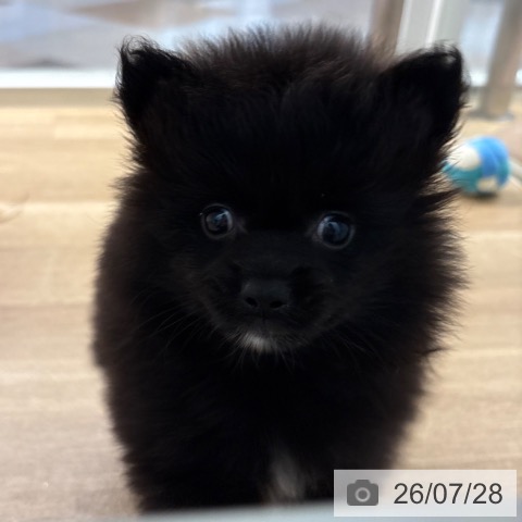 ポメラニアンの写真