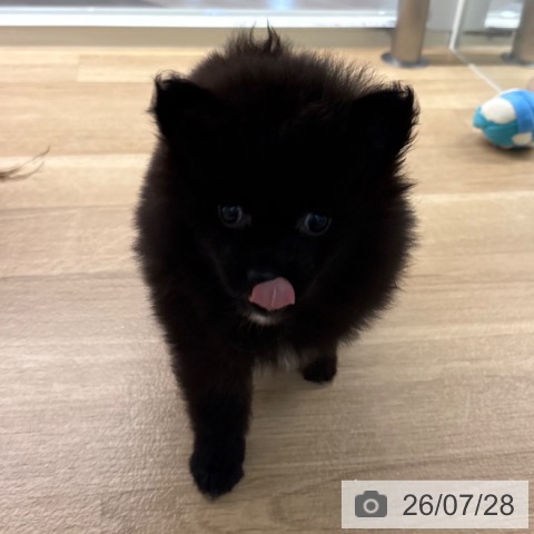 ポメラニアンの写真